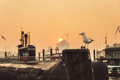 Seagull perching on wooden post in city against sky during sunset