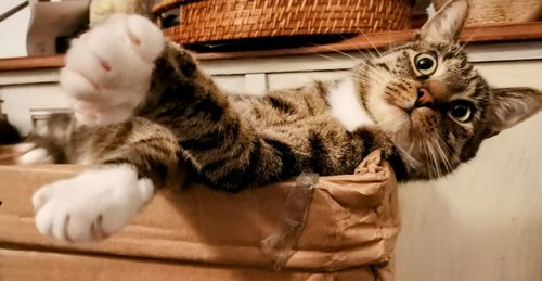 Portrait of cat sitting on table