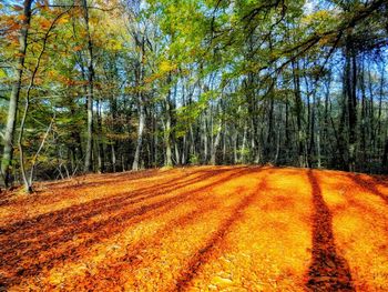 Road amidst trees in forest during autumn