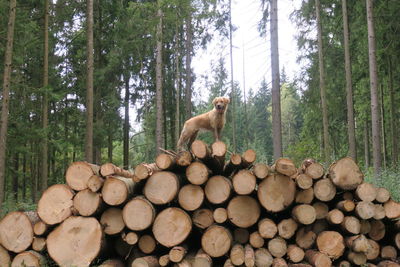 Dog standing on log stack against trees 