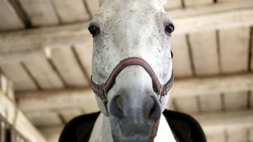 Portrait of a white horse, close-up of a horse's muzzle. the horse looks directly into the camera