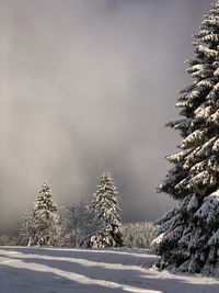 Snow covered pine trees against sky during winter