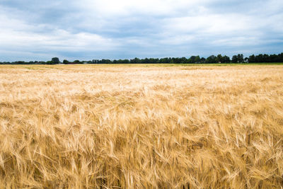 Scenic view of wheat field against sky