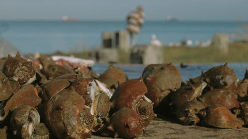 Close-up of rusty stack on rock at beach against sky