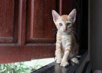 Portrait of a cat sitting on wood