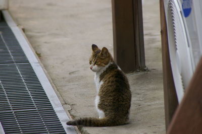 Cat sitting on window sill