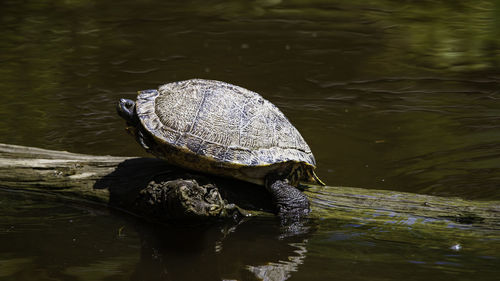 Close-up of turtle in lake