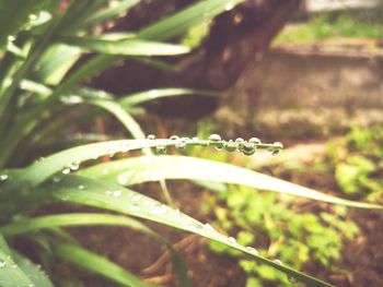 Close-up of wet plant