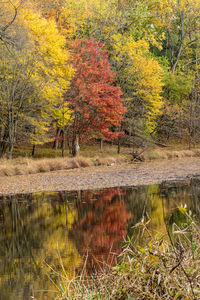 View of trees in forest during autumn