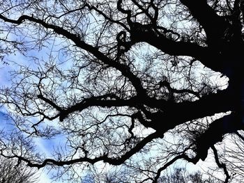 Low angle view of silhouette bare tree against sky