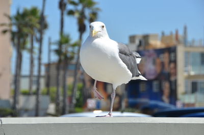 Close-up of seagull perching on white background