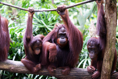 Orangutans holding rope while sitting on log at zoo