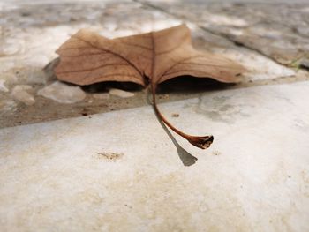 Close-up of dry leaf on land