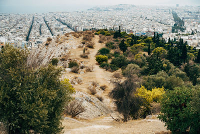 High angle view of trees in city