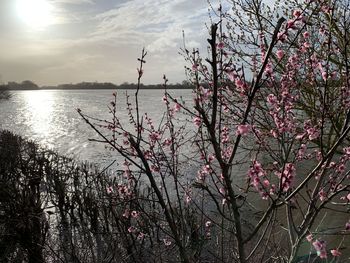 Pink cherry blossom by lake against sky