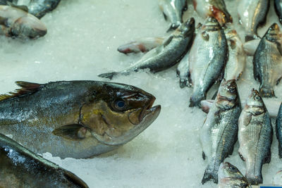 High angle view of fish for sale in market