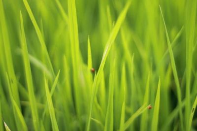 Close-up of grass growing on field