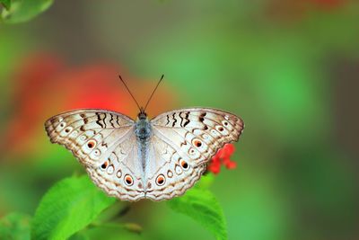 Close-up of butterfly on leaf