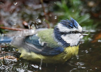 Close-up of bird perching in water