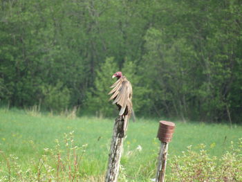 Bird perching on wooden post in forest