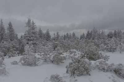 Snow covered pine trees in forest against sky