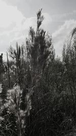 Trees on field against sky