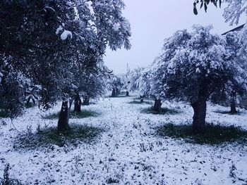 Trees on snow covered landscape