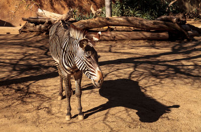 Zebra standing on land