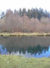 Reflection of trees in lake