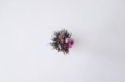 Close-up of pink flower against white background