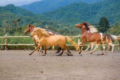 Horses running in a farm