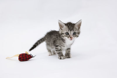 Portrait of cat against white background