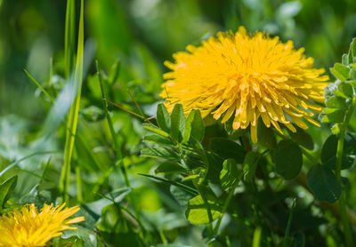 Close-up of yellow flowering plant