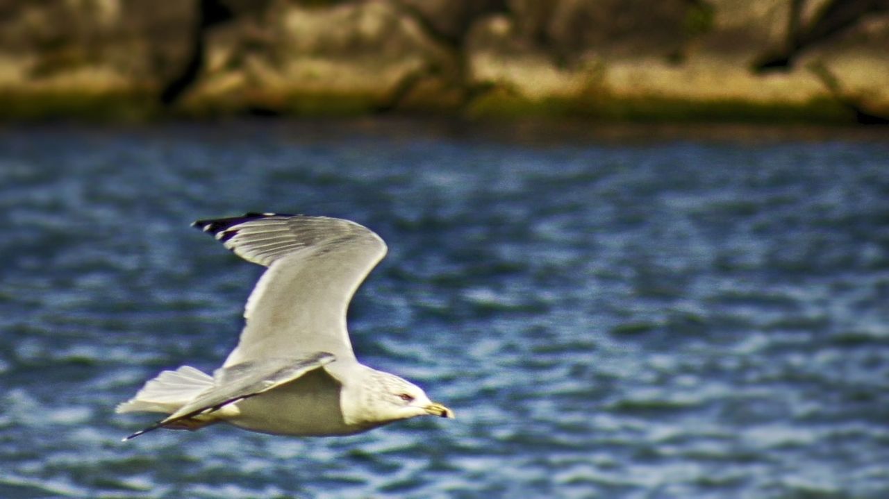 animals in the wild, bird, animal themes, wildlife, seagull, one animal, spread wings, focus on foreground, flying, water, nature, sea, mid-air, side view, full length, close-up, selective focus, outdoors, day, motion