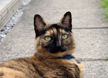 Portrait of cat sitting outdoors