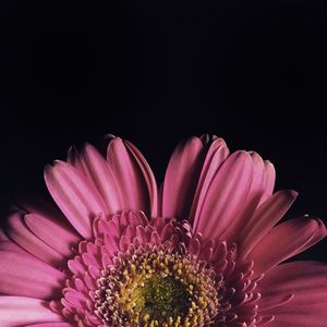 Close-up of pink flower against black background