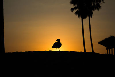 Silhouette bird on palm trees against sky during sunset