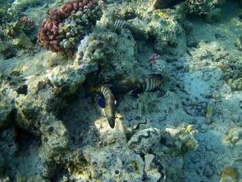 View of fish underwater