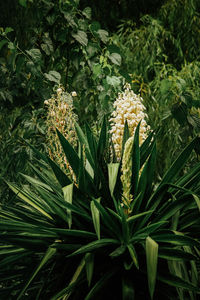 Close-up of flowering plant