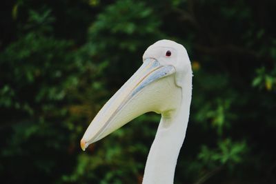 Close-up of a bird