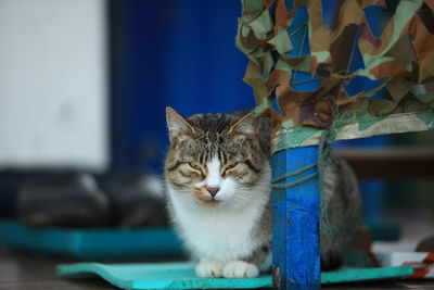 Close-up of tabby cat on table at home