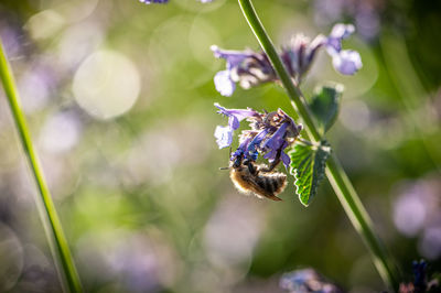 Close-up of bee pollinating on purple flower