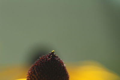 Close-up of flower against blurred background