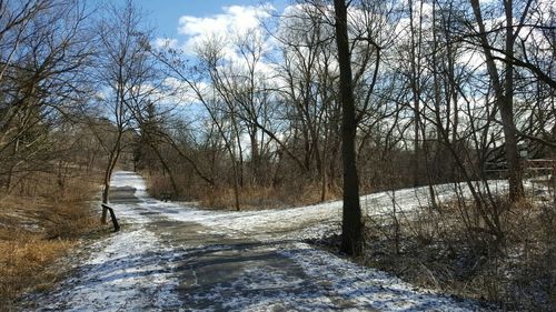 Bare trees on snow covered landscape