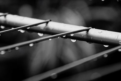 Close-up of water drops on leaf