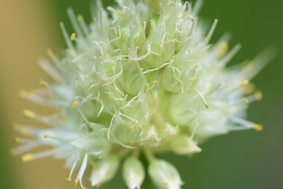 Close-up of flowering plant