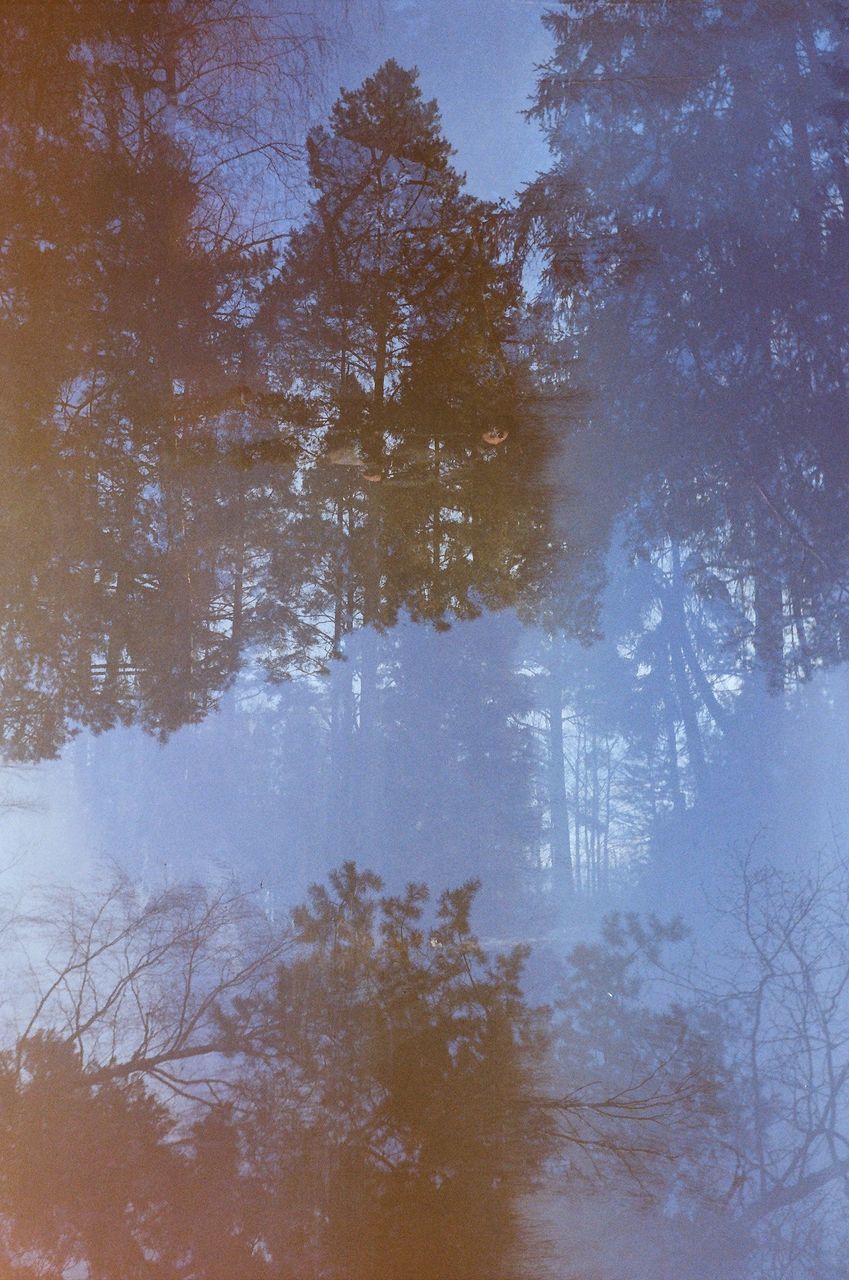 REFLECTION OF TREES ON SNOW COVERED LAND