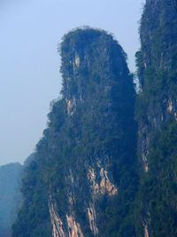 Trees against clear sky