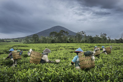 Farmers collecting tea leaves in farm against cloudy sky