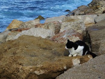 Cat on beach